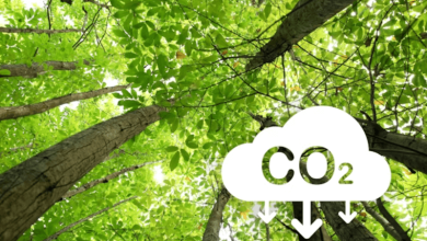 carbon neutrality explained