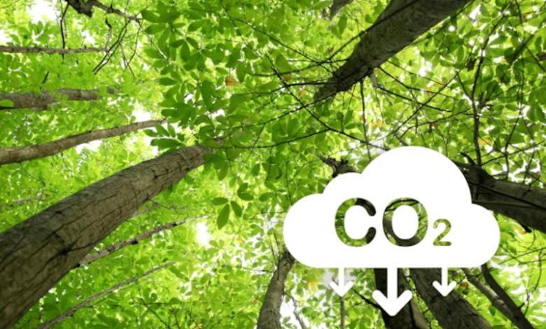carbon neutrality explained