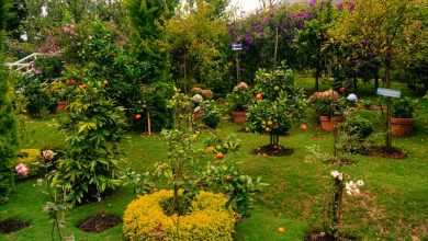 start a small home garden