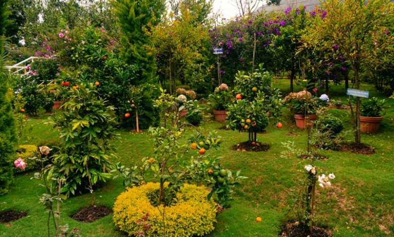 start a small home garden