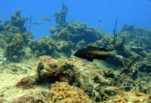 caribbean coral loss report