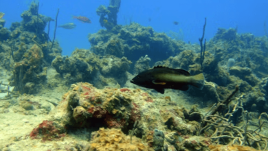 caribbean coral loss report