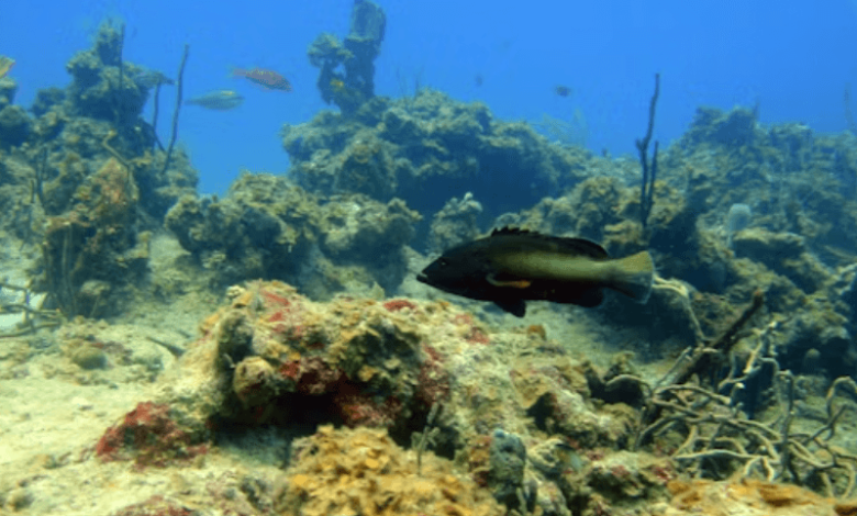 caribbean coral loss report