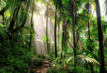 global forest conservation fund