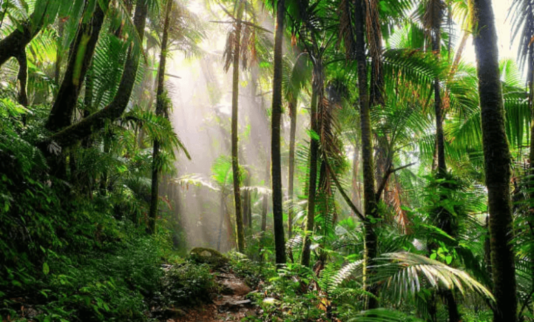 global forest conservation fund