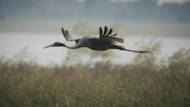 Parvati Arga Bird Sanctuary ESZ Parvati-Arga Bird Sanctuary ESZ