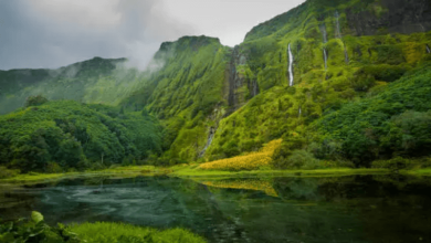 Portugal Forest Growth Portugal Forest Growth