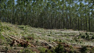 Regions Marking Deforestation Slows In Parts Of The World Due To Conservation Efforts Deforestation Slows