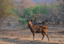 species at extreme risk 2025