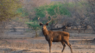 species at extreme risk 2025