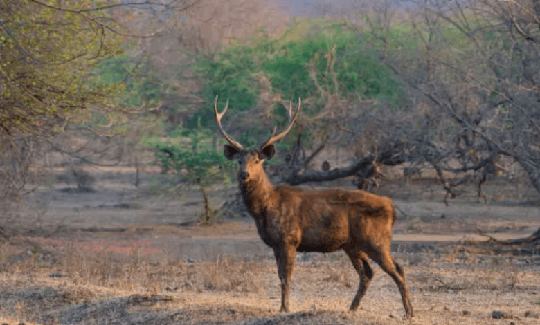 species at extreme risk 2025