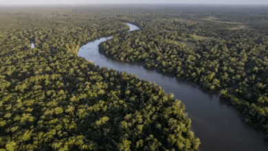 Amazon savannization impact Amazon savannization impact