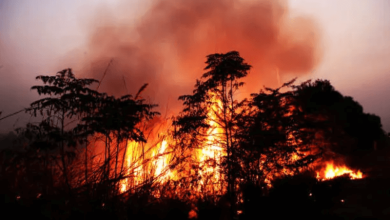 Chile Wildfires Catastrophe Chile Wildfires Catastrophe