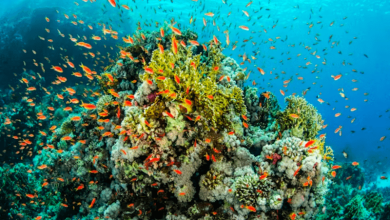 Coral bleaching crisis Coral bleaching crisis