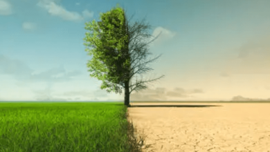 Desert Greening Projects Desert Greening Projects