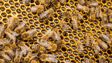 Extreme Heat Honey Bees Extreme Heat Honey Bees