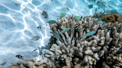 Global Coral Bleaching Global Coral Bleaching