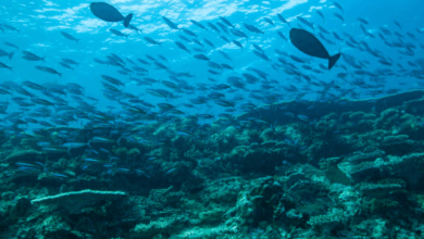 Global Seas Agreement Global Seas Agreement