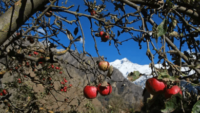 Himachal Apple Trees Ice Winter Himachal Apple Trees Ice Winter