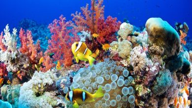 Inspiring Coral Reef Recovery Stories 2026 coral reef recovery