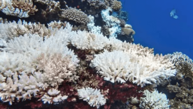 Mass Coral Bleaching Mass Coral Bleaching