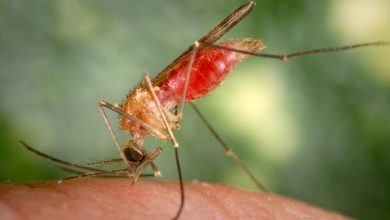 Mosquitoes Feed Mosquitoes Feed