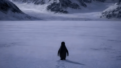 Nihilist Penguin Trend 1 Nihilist Penguin Trend