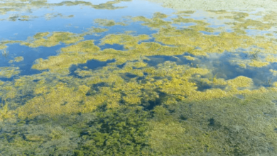 Ocean Colour Change Ocean Colour Change