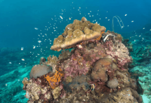 Persistent Organic Pollutants Ocean Persistent Organic Pollutants Ocean