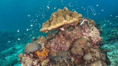 Persistent Organic Pollutants Ocean Persistent Organic Pollutants Ocean