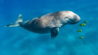 Thailand dugong crisis Thailand dugong crisis