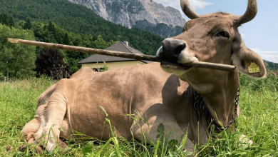 Veronika the Cow Veronika the Cow