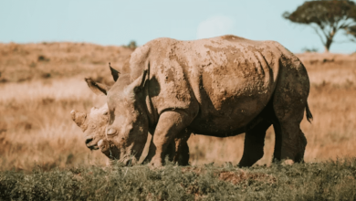 endangered species world endangered species world