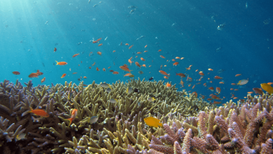 global coral reef crisis global coral reef crisis