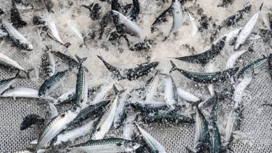 overfishing global diets overfishing global diets
