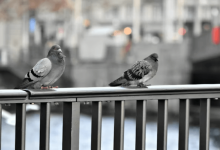 urban birds evolving urban birds evolving