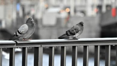 urban birds evolving urban birds evolving