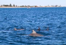 Australia shark attacks 2026 Australia shark attacks 2026