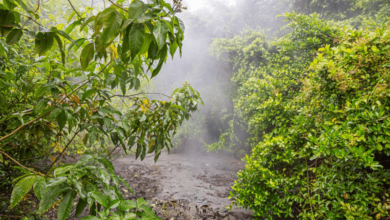 Biodiversity Hotspots Biodiversity Hotspots