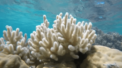 Coral Bleaching Coral Bleaching