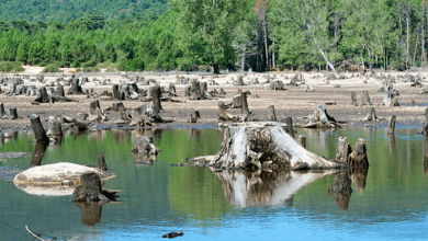 Deforestation 1 Deforestation