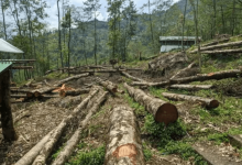 Deforestation Deforestation