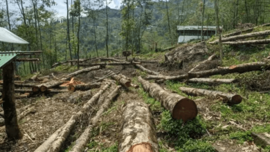 Deforestation Deforestation