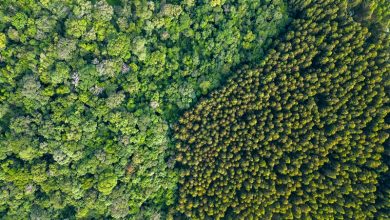 Global Biodiversity Loss Global Biodiversity Loss