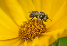 Global Pollinator Populations Global Pollinator Populations