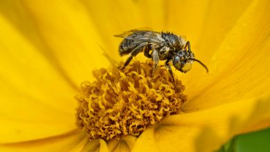 Global Pollinator Populations Global Pollinator Populations