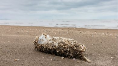 Lagos Lagoon Pollution Lagos Lagoon Pollution