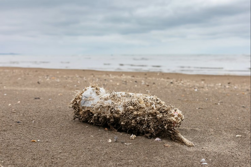 Lagos Lagoon Pollution Lagos Lagoon Pollution