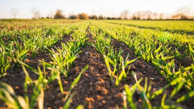 Regenerative Agriculture Regenerative Agriculture