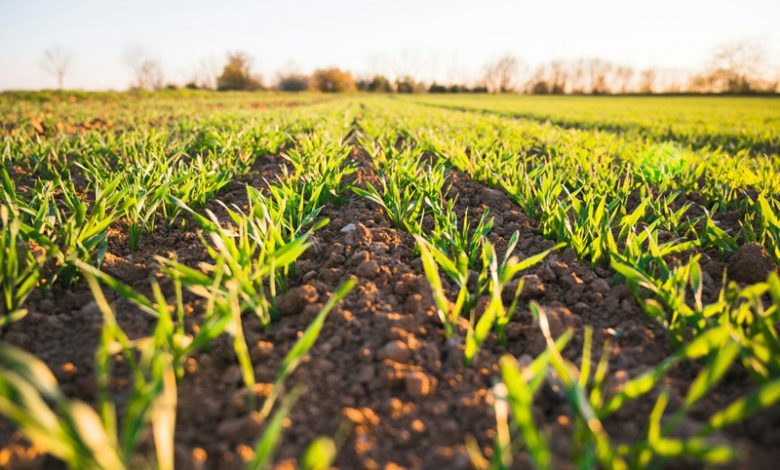 Regenerative Agriculture Regenerative Agriculture